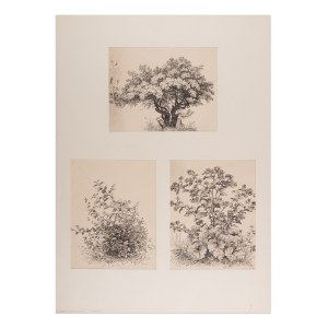 BEDŘICH HAVRÁNEK (CZECH / BOHEMIAN 1821 - 1899) - Study of a tree and herbs - three separate drawings