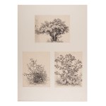 BEDŘICH HAVRÁNEK (CZECH / BOHEMIAN 1821 - 1899) - Study of a tree and herbs - three separate drawings