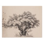 BEDŘICH HAVRÁNEK (CZECH / BOHEMIAN 1821 - 1899) - Study of a tree and herbs - three separate drawings
