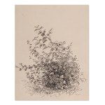 BEDŘICH HAVRÁNEK (CZECH / BOHEMIAN 1821 - 1899) - Study of a tree and herbs - three separate drawings