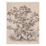BEDŘICH HAVRÁNEK (CZECH / BOHEMIAN 1821 - 1899) - Study of a tree and herbs - three separate drawings