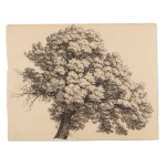 BEDŘICH HAVRÁNEK (CZECH / BOHEMIAN 1821 - 1899) - Tree study