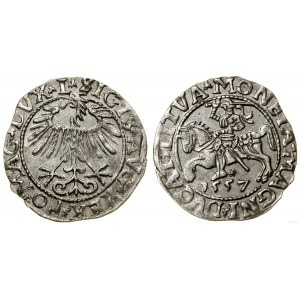 Pologne, demi-penny, 1557, Vilnius