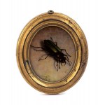 Group of four paintings on paper with insects