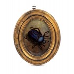 Group of four paintings on paper with insects