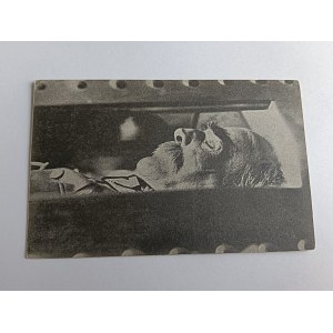 POSTCARD KRAKOW WAWEL, JOZEF PIŁSUDSKI IN A COFFIN, ROYAL TOMBS, PRE-WAR