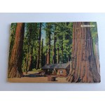 POSTCARD SPREAD USA UNITED STATES MARIPOSA GROVE BIG TREES YOSEMITE NATIONAL PARK