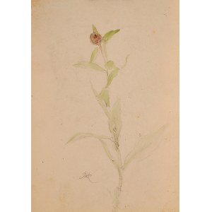 Wlastimil HOFMAN (1881-1970), Fleurs des champs (œuvre recto-verso)