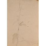 Wlastimil HOFMAN (1881-1970), Fleurs des champs (œuvre recto-verso)
