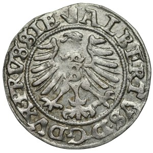 Prusy Książęce, Albrecht Hohenzollern, szeląg 1557, Królewiec