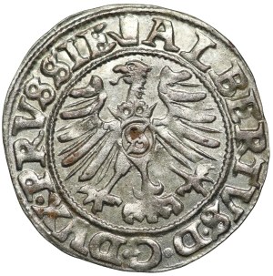 Ducal Prussia, Albrecht Hohenzollern, 1558 shekel, Königsberg