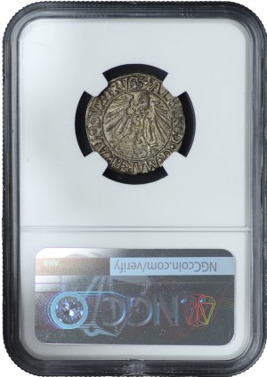 Ducal Prussia, Albert Hohenzollern, penny 1545, Königsberg