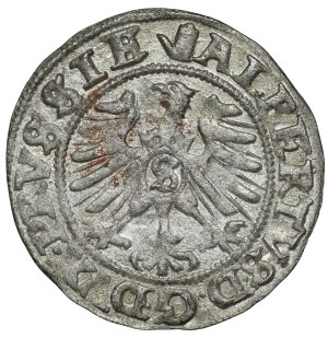 Ducal Prussia, Albrecht Hohenzollern, 1557 shekel, Königsberg