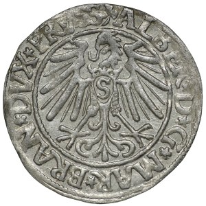 Prusy Książęce, Albert Hohenzollern, grosz 1545, Królewiec