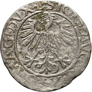 Zygmunt II August, półgrosz 1561, Wilno