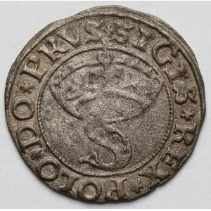 Zygmunt I Stary, Szeląg Toruń 1530