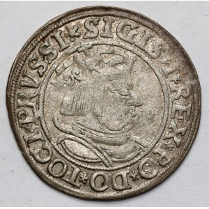 Sigismondo I il Vecchio, penny di Torun 1534 - con capelli - PRVSSI