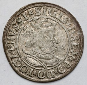 Sigismund I the Old, Torun 1534 penny - with hair - PRVSSI
