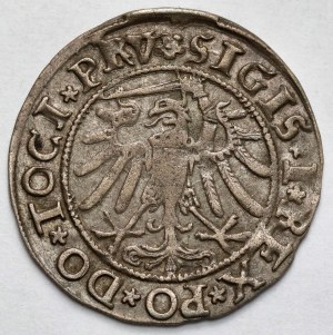 Sigismund I the Old, Elblag 1534 penny - ElbinGK