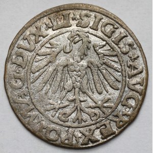 Sigismondo II Augusto, mezzo penny Vilnius 1547