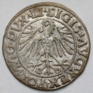 Sigismund II Augustus, Half-penny Vilnius 1547