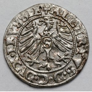 Prusy, Albrecht Hohenzollern, Szeląg Królewiec 1550