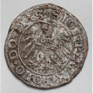 Sigismondo I il Vecchio, Elbląg 1531