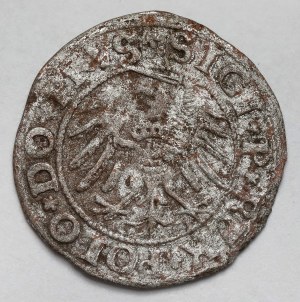 Sigismund I the Old, Elblag 1531