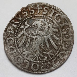 Sigismund I the Old, Elblag 1539