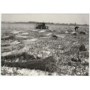 ZALEW WIŚLANY. Mechaniczny zbiór trzciny, 1972 r.