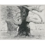 Leon Wyczółkowski, ROGALIŃ OAKS UNDER THE SNOW, ca. 1925