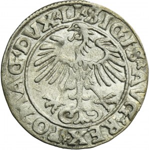 Sigismund II August, Halfgroschen Vilnius 1555 - LI/LITVA