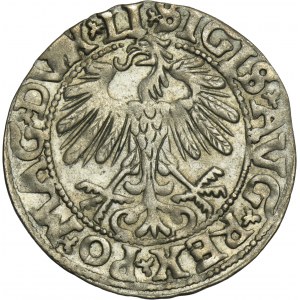 Sigismund II August, Halfgroat Vilnius 1558 - LI/LITVA