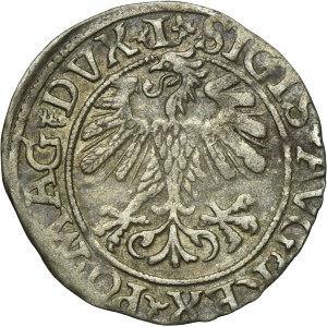 Sigismund II August, 1/2 Groschen Vilnius 1560 - L/LITV