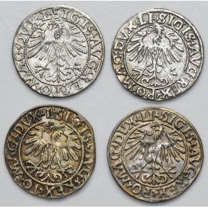 Lot, Sigismund II August, 1/2 Groschen Vilnius (4 pcs.)