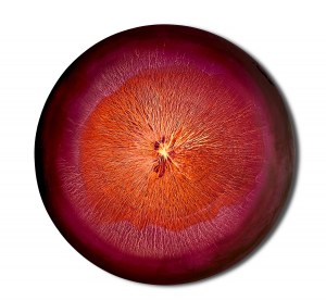 Martyna Łuszczyńska (ur. 1997), Rhythms - pulsating Magenta Orange, 2025