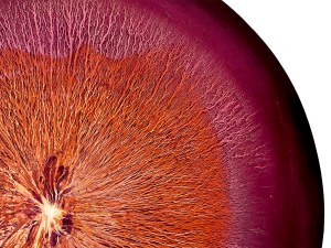 Martyna Łuszczyńska (ur. 1997), Rhythms - pulsating Magenta Orange, 2025