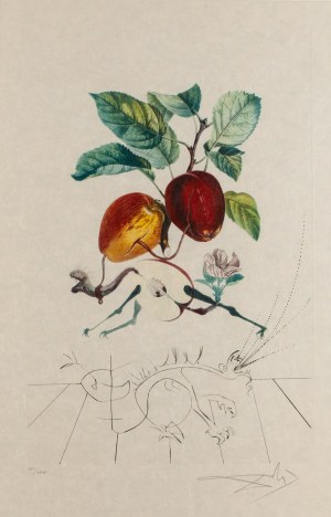 Salvador Dalí (1904 Figueres - 1989 Figueres), Smocze jabłko (Pomme dragon), z cyklu 