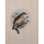 Raccoglitore con 56 incisioni a colori rappresentanti uccelli tratte da Onze Vogels in HDIS en TUIN, 1876 Leiden