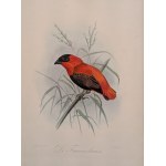 Raccoglitore con 56 incisioni a colori rappresentanti uccelli tratte da Onze Vogels in HDIS en TUIN, 1876 Leiden