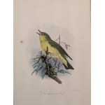 Raccoglitore con 56 incisioni a colori rappresentanti uccelli tratte da Onze Vogels in HDIS en TUIN, 1876 Leiden
