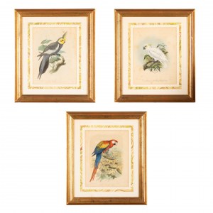Lot of 3 watercolor engravings representing parrots