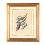 Lot of 3 watercolor engravings representing parrots