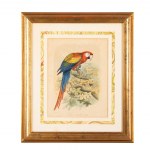 Lot of 3 watercolor engravings representing parrots