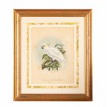 Lot of 3 watercolor engravings representing parrots