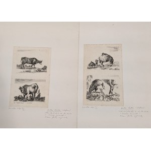 Stefano Della Bella (Firenze, 1610 - Firenze, 1664), Lotto di due acqueforti tratte da Diversi Animali Fattii