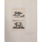 Stefano Della Bella (Firenze, 1610 - Firenze, 1664), Lotto di due acqueforti tratte da Diversi Animali Fattii