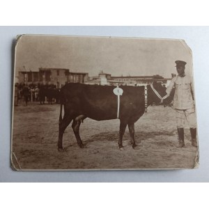ZDJĘCIE JUROWCE, KROWA, OBORA LIMANOWA 1929 R