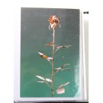 Album Radio Maryja, lata 90. Razem ok. 100 pozycji (541)