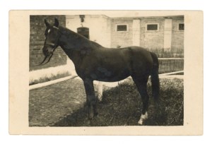 Józef Piłsudski's mare - Mera, daughter of Kasztanka (511)